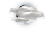 校园环境 | 广州市番禺区诺德安达学校 - 09 - Local Area Map-weather icon